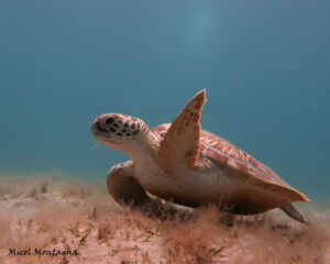 Marine turtles Red Sea Egypt Marine turtles Red Sea Egypt