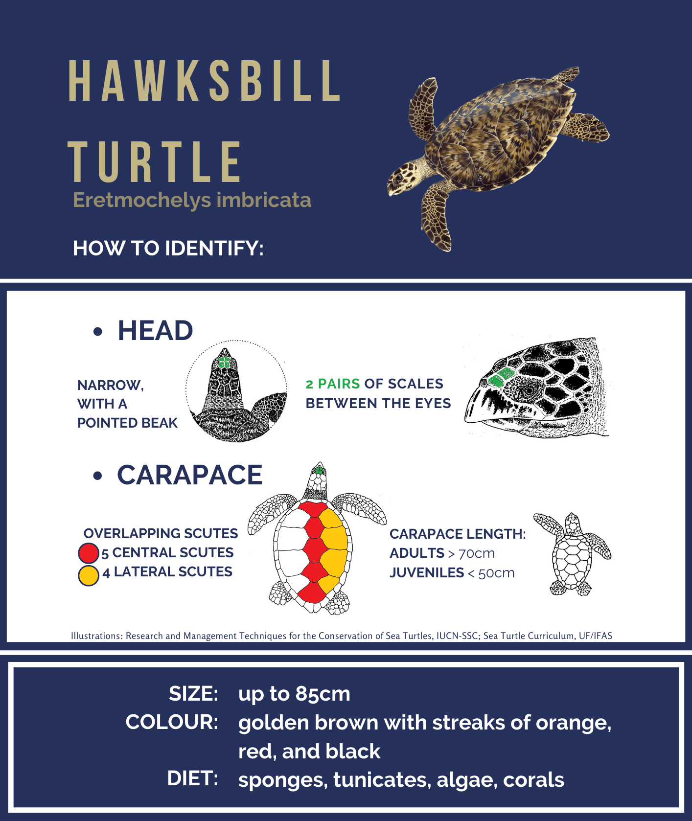 Hawksbill turtle