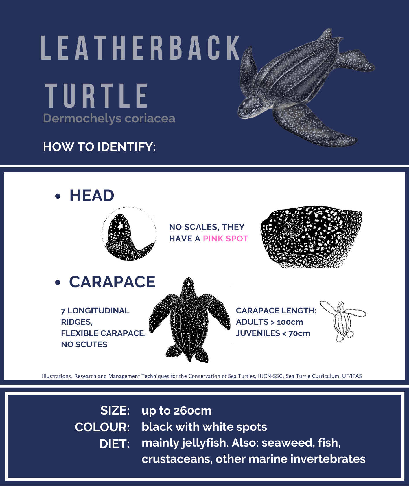 Leatherback turtle