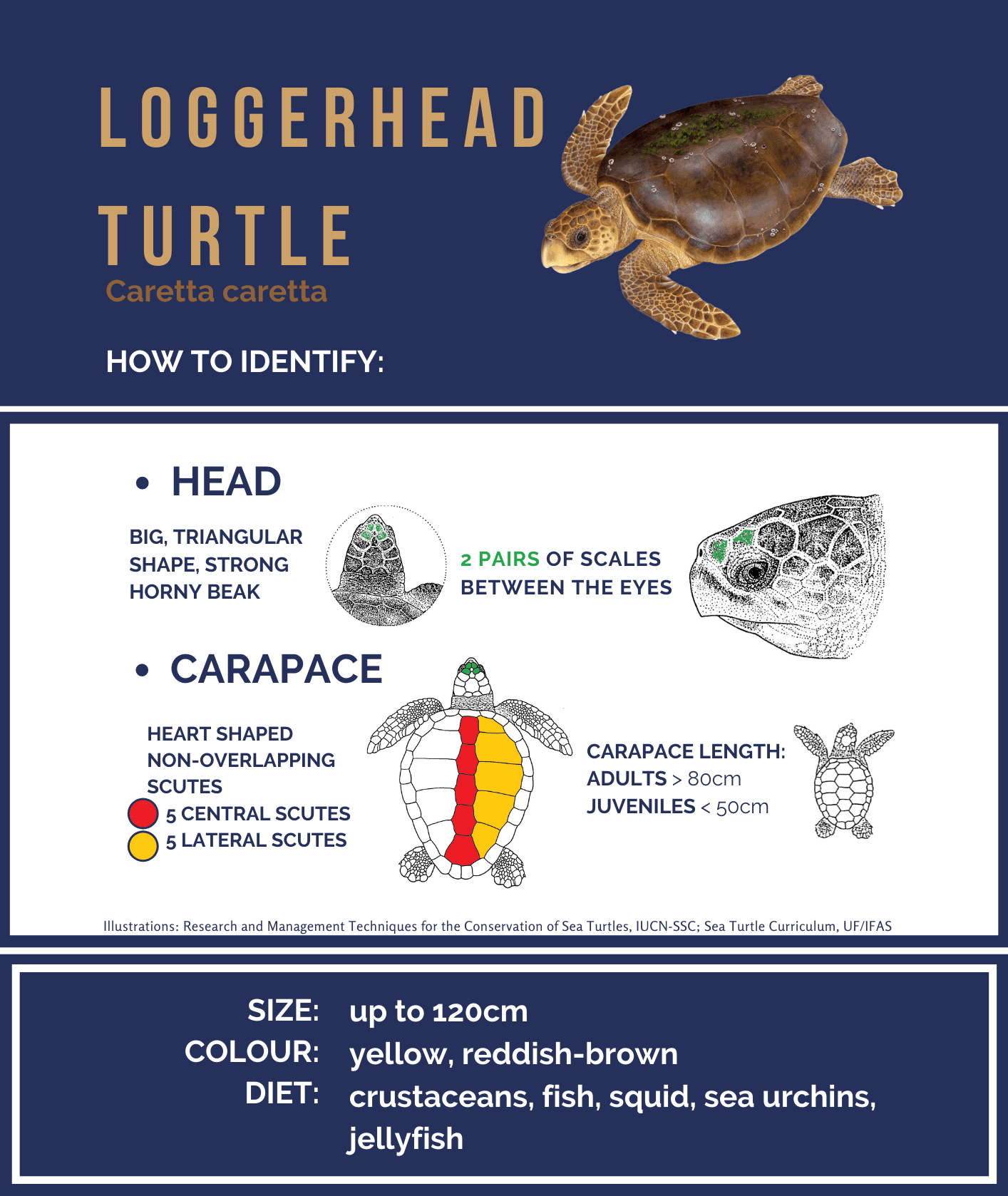 Loggerhead turtle