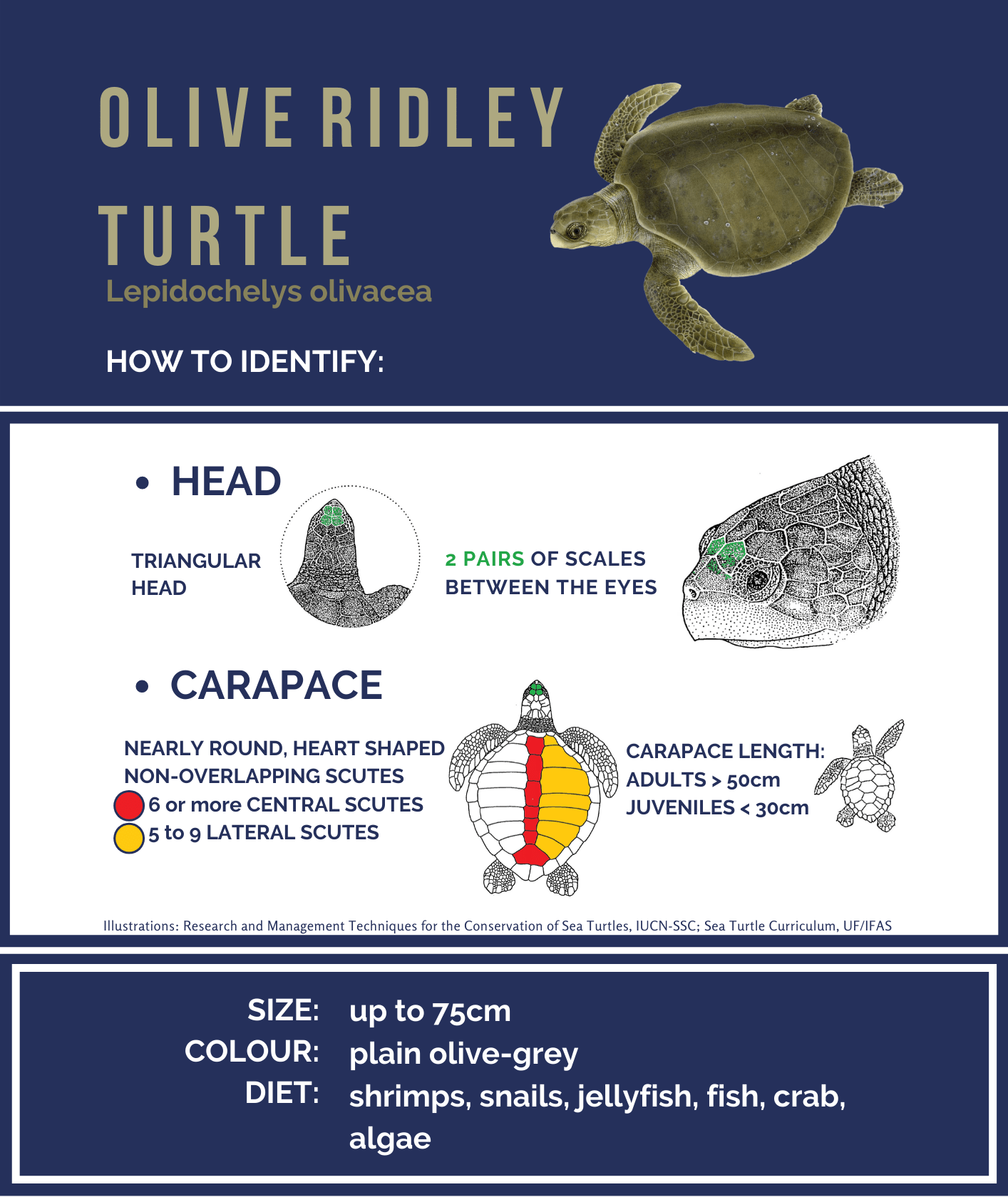 Olive ridley turtle
