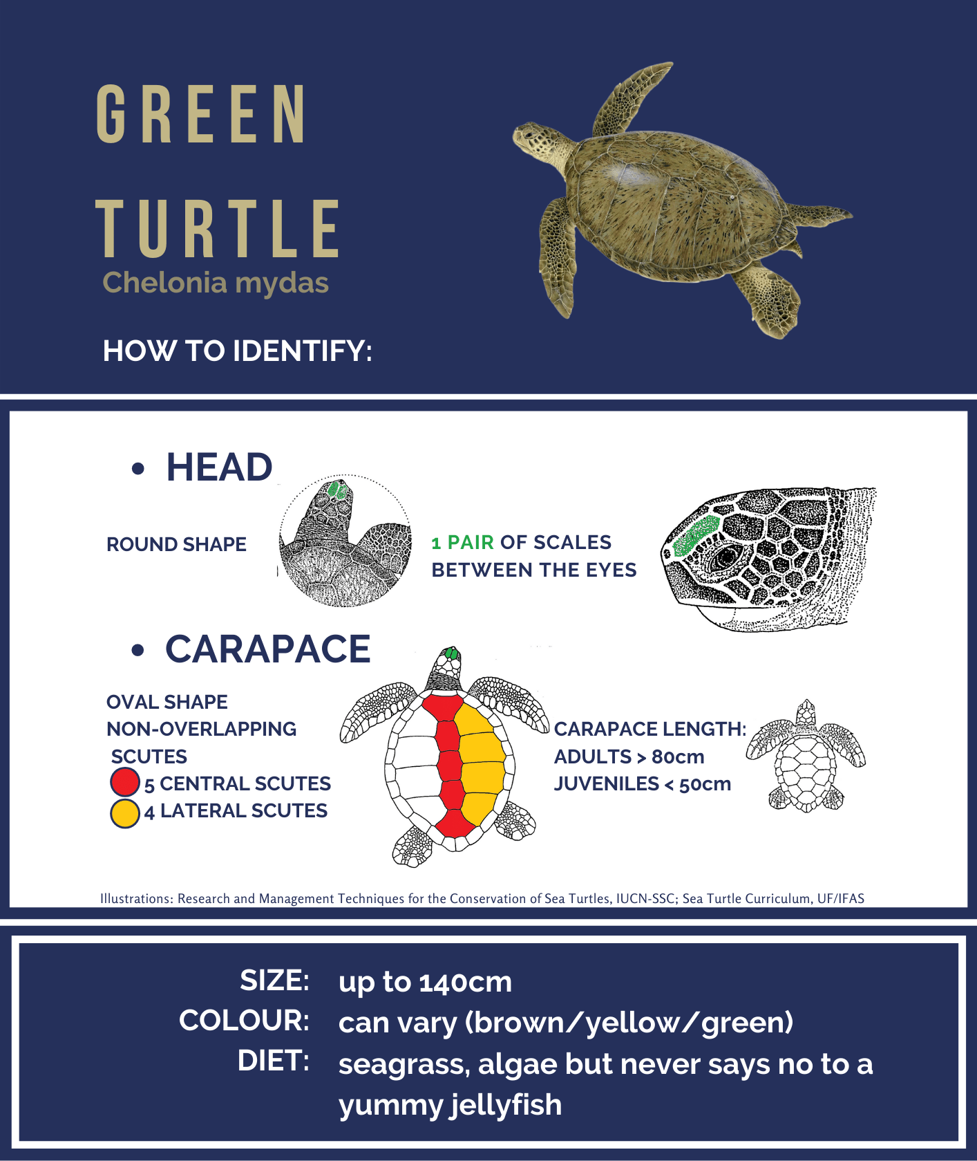 green turtle BIG