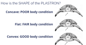 plastron
