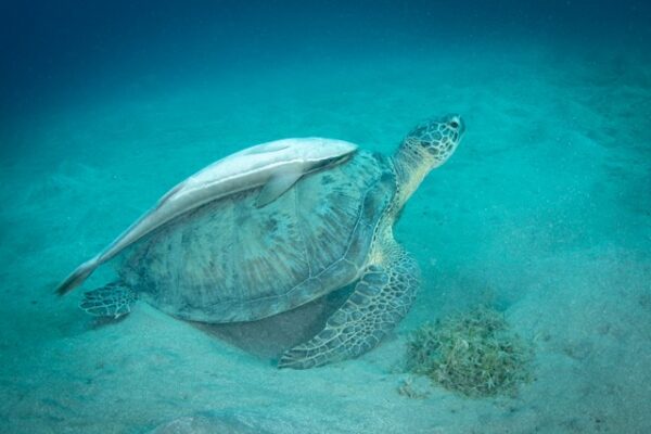 CLOROFILLA B - Copia CLOROFILLA B - Copia