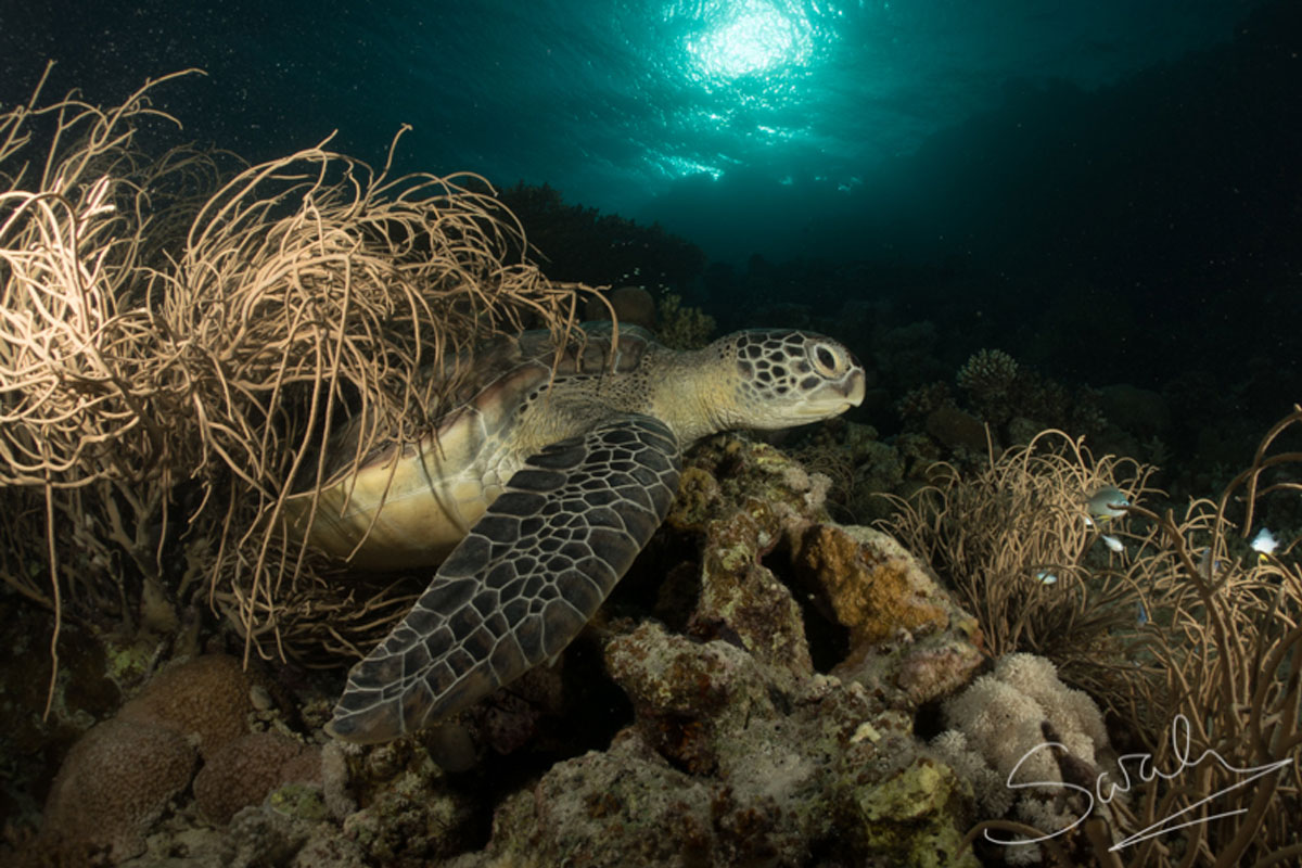 Turtle Sarah Turtlewatch Egypt