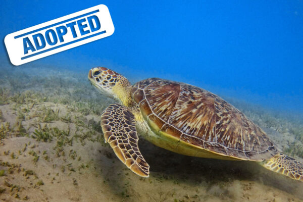 Boom-adopted Boom-adopted