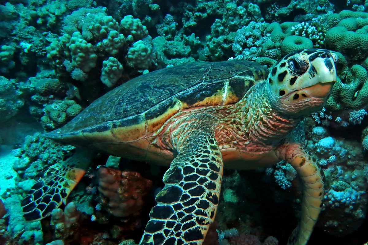 Turtle Bubbles Turtlewatch Egypt