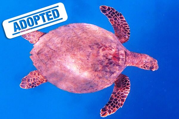 Nina-Colada-adopted Nina-Colada-adopted