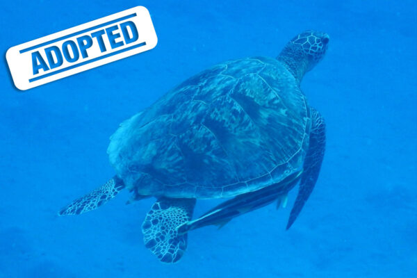 Ninja-adopted