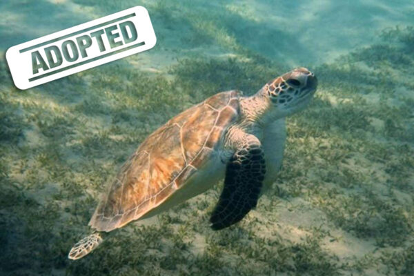 Squirtle-adopted Squirtle-adopted