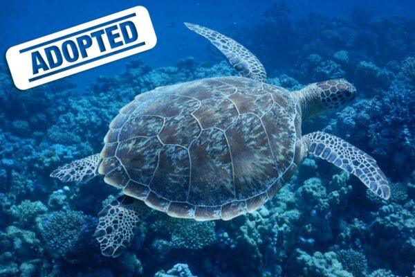 Chappie-adopted Chappie-adopted