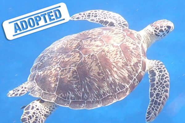 Marina-adopted
