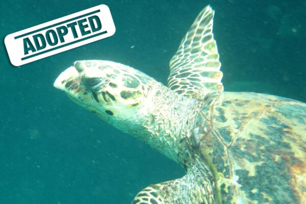 Otto-adopted Otto-adopted