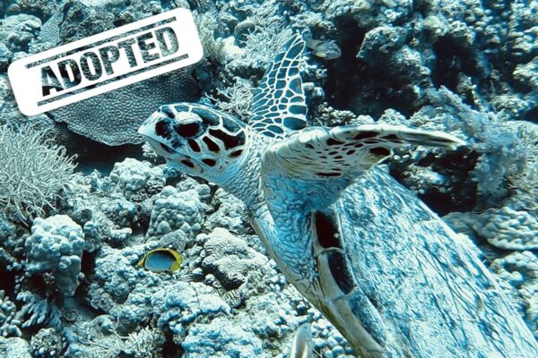 Akila-adopted Akila-adopted