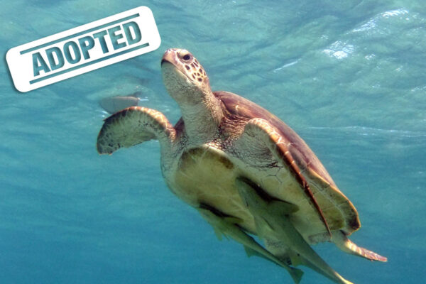 Johanna-adopted Johanna-adopted
