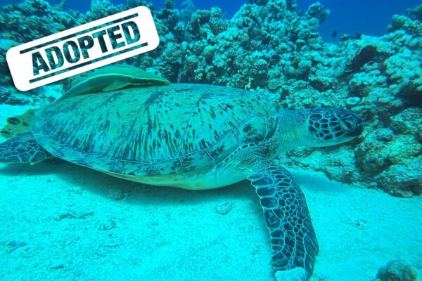 Tortuga-adopted