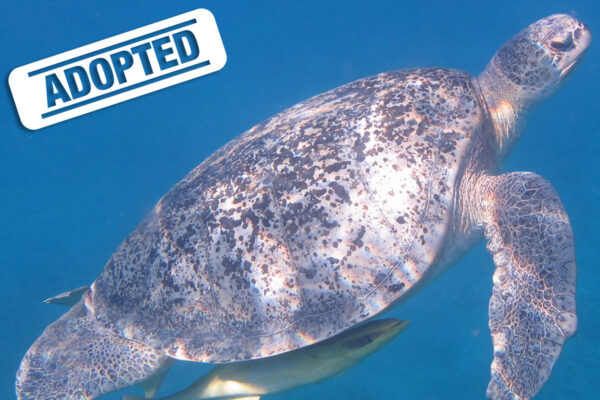 Janek-adopted