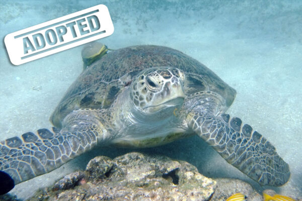 Uwe-adopted