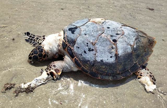 2-turtles-beach-30.08.24
