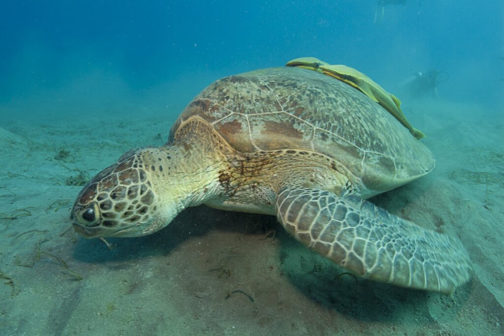 AZIZ_L_PRIV_2012-10-29_MADA_PM_2_KoenCrabbe-1024×683