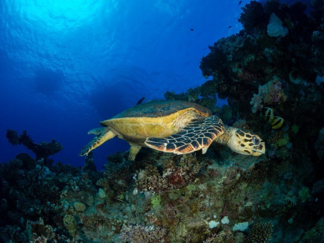 Angelpuff-WS-Sarah-OGorman2-1