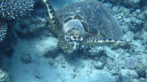 ELA_T_IDIVE_2018_05_12_SHAR_1_UN_GianmatteoColombo