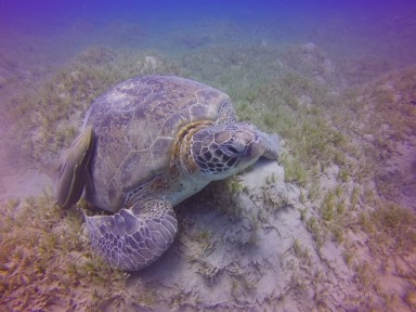 DCIM105GOPRO
