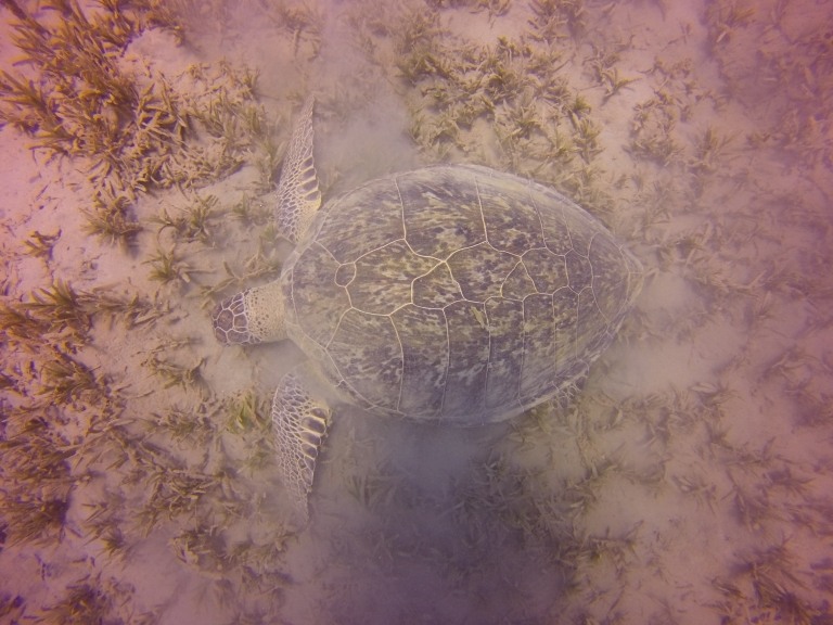 DCIM105GOPRO