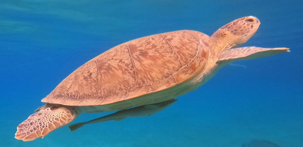 GPTempDownload-9-1024×499