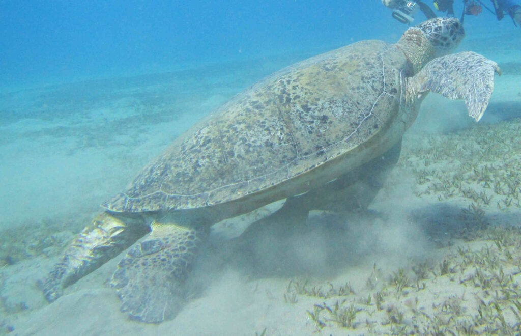 IMG_1314-1-1024×660