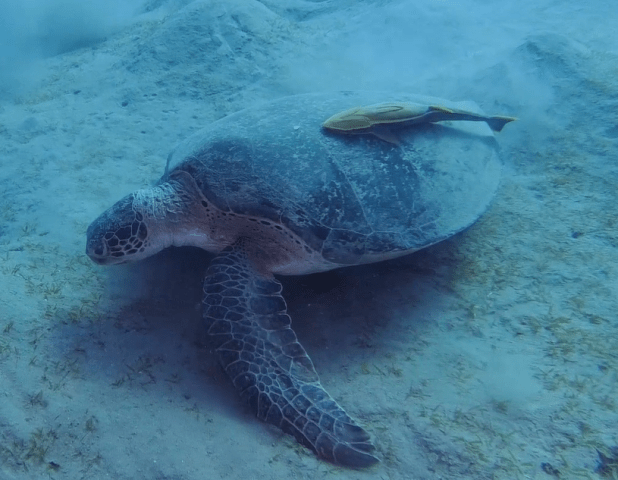 Immagine-2025-02-20-165543