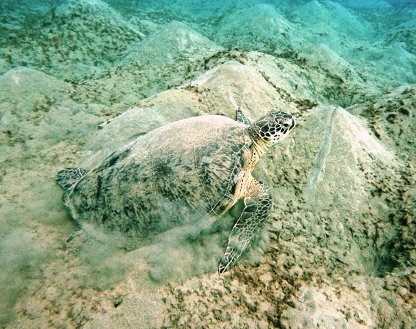 DCIM100GOPROGOPR7623.JPG