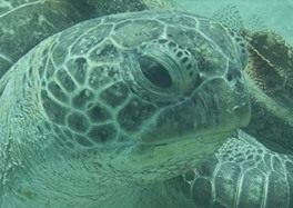 LISA_R_MM_2019_05_MADA_NA_5_PETRAWAHL