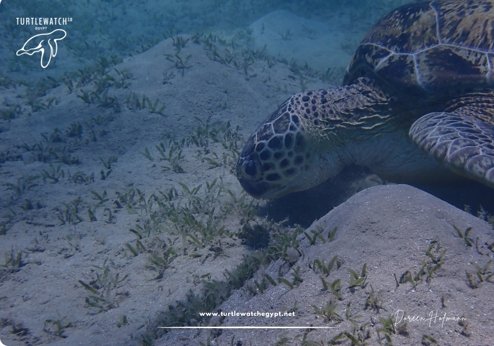 META-POST-Landscape-518-x-345-px-1000-x-700-px-10 (1)