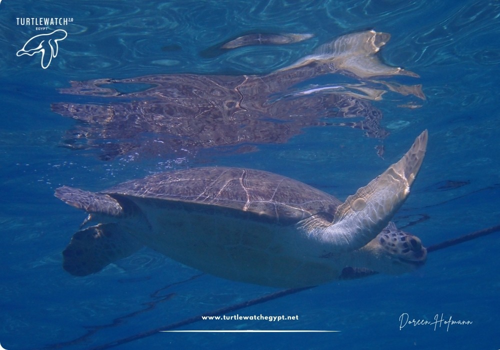 META-POST-Landscape-518-x-345-px-1000-x-700-px-11 (1)