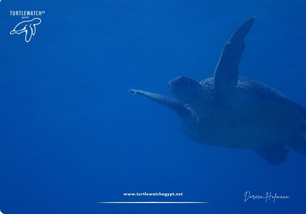 META-POST-Landscape-518-x-345-px-1000-x-700-px-12 (1)