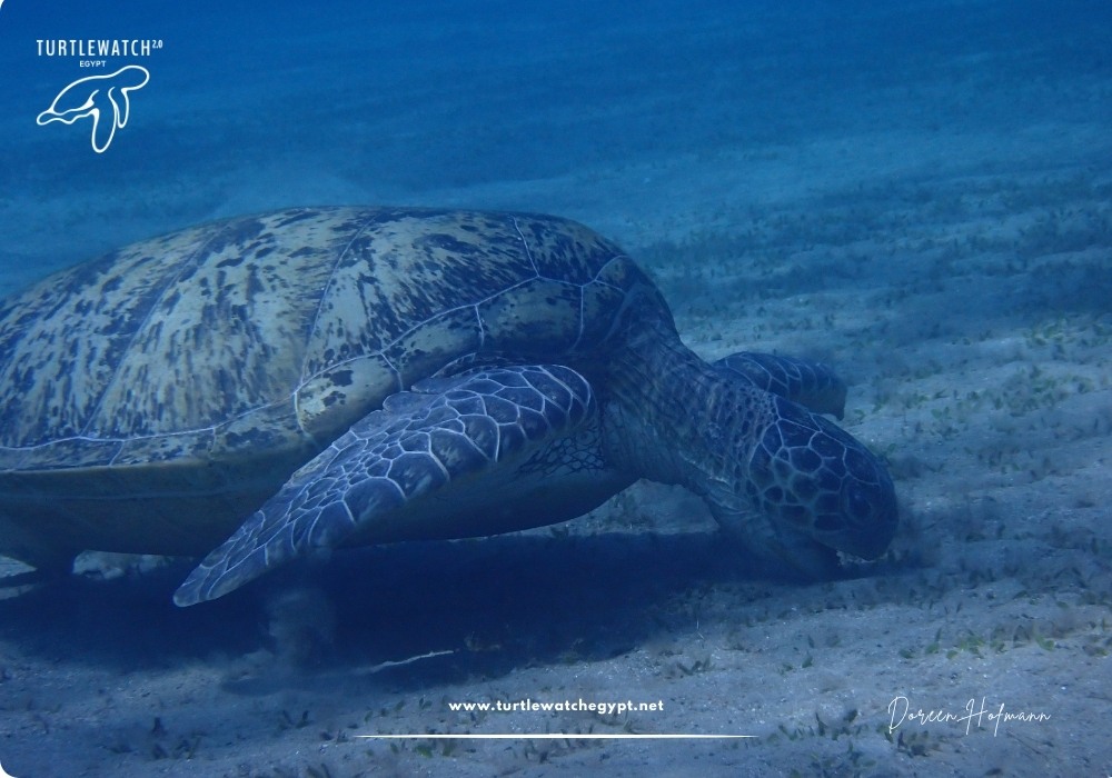 META-POST-Landscape-518-x-345-px-1000-x-700-px-13 (2)