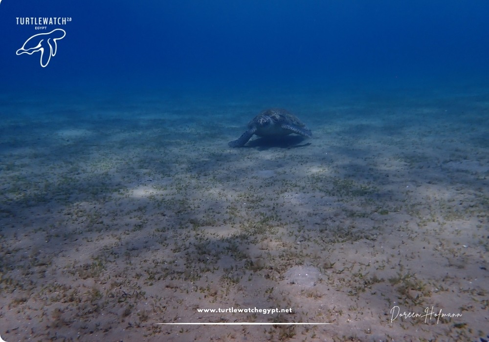 META-POST-Landscape-518-x-345-px-1000-x-700-px-15 (1)