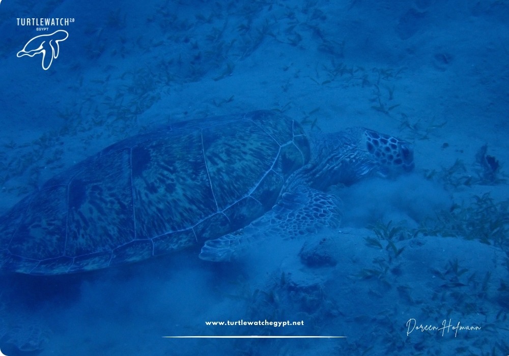 META-POST-Landscape-518-x-345-px-1000-x-700-px-16 (1)