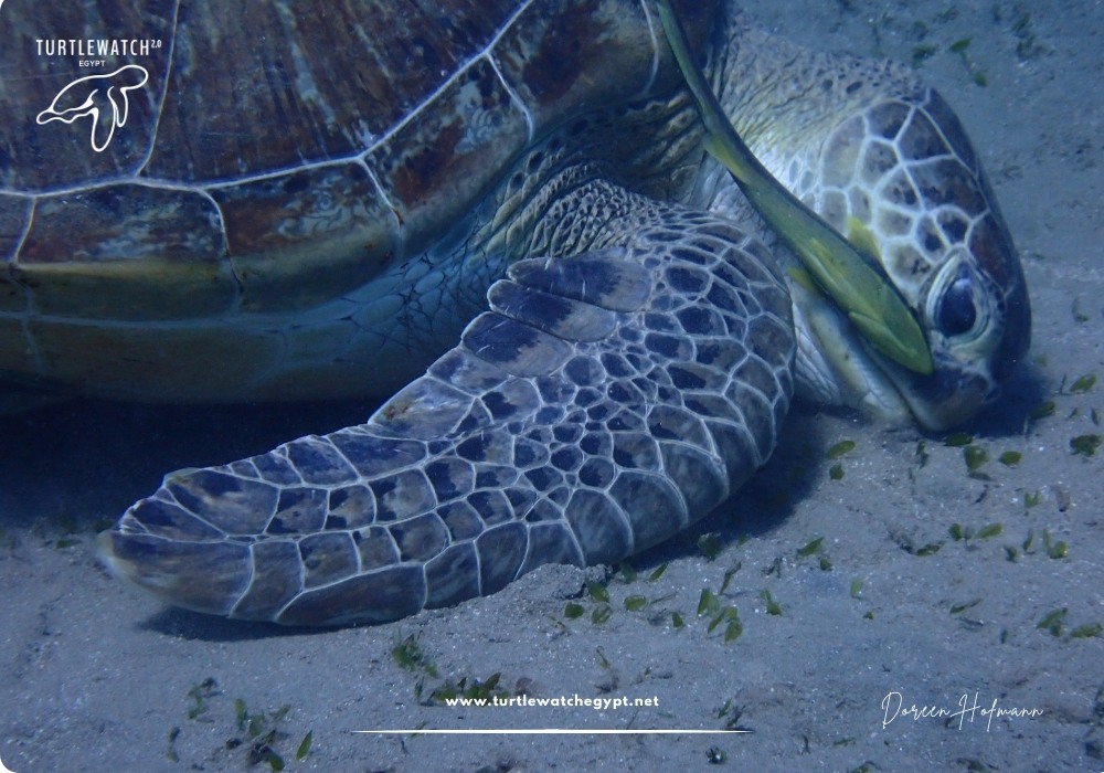 META-POST-Landscape-518-x-345-px-1000-x-700-px-2 (2)