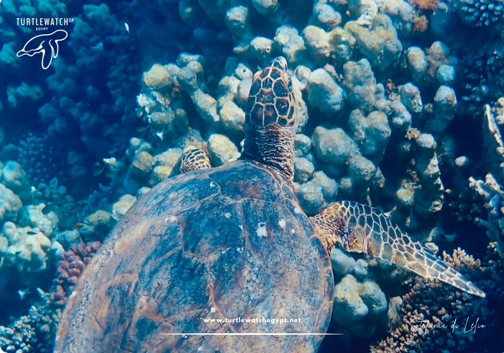 META-POST-Landscape-518-x-345-px-1000-x-700-px-23 (2)