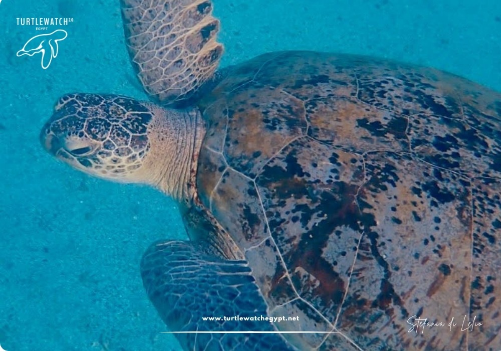 META-POST-Landscape-518-x-345-px-1000-x-700-px-24 (1)