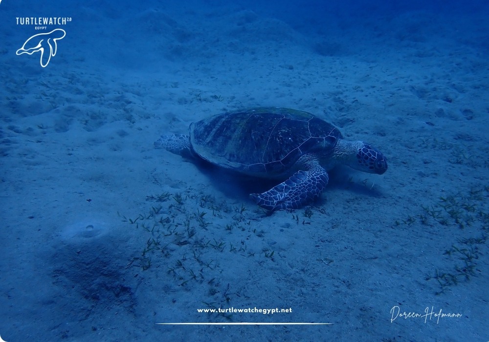 META-POST-Landscape-518-x-345-px-1000-x-700-px-3-1