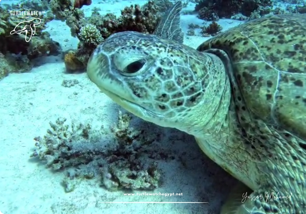 META-POST-Landscape-518-x-345-px-1000-x-700-px-38 (1)