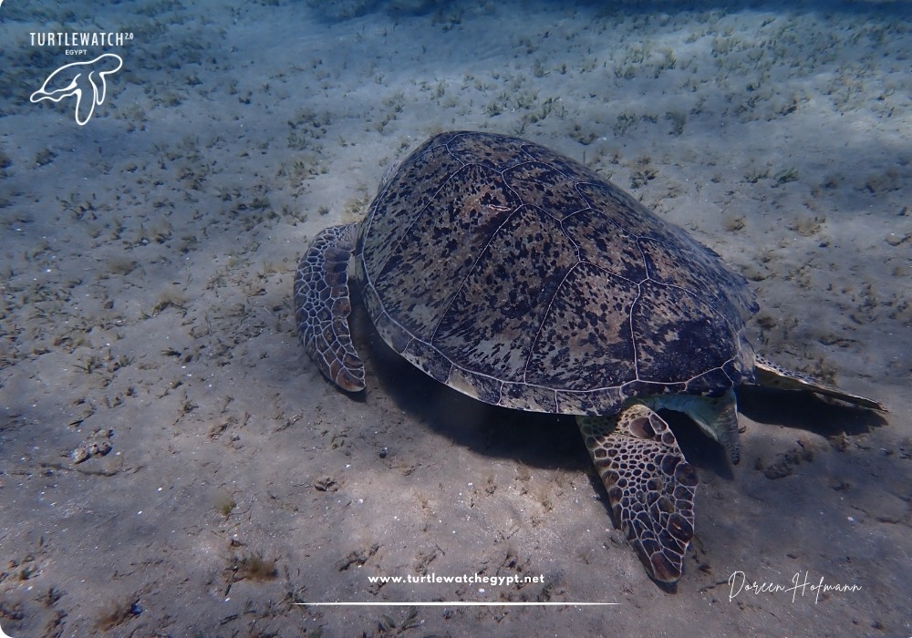 META-POST-Landscape-518-x-345-px-1000-x-700-px-6-1