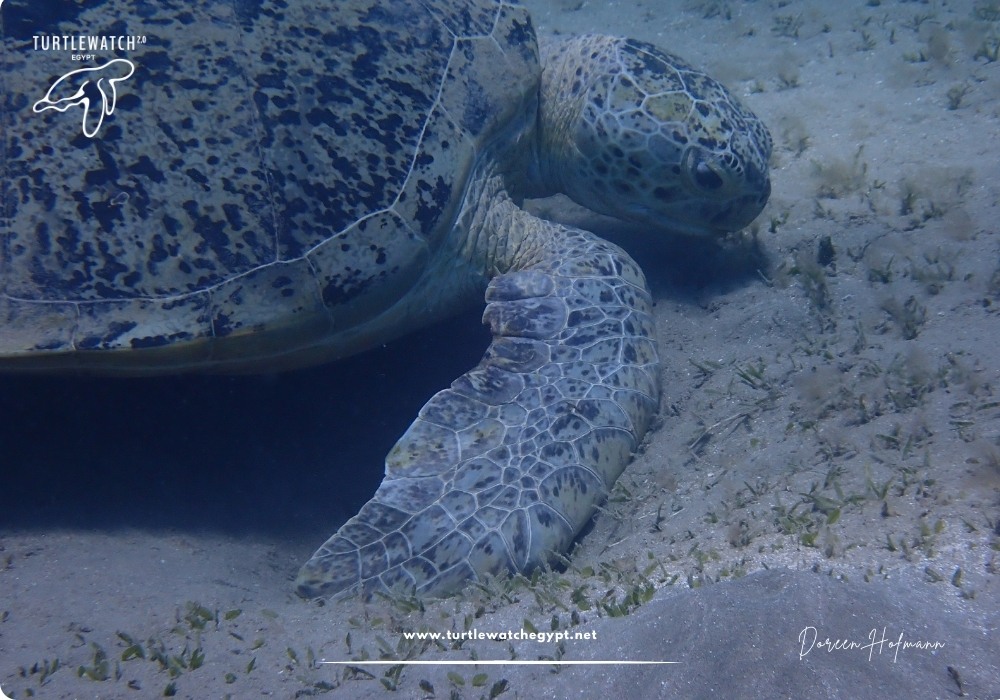 META-POST-Landscape-518-x-345-px-1000-x-700-px-7-1