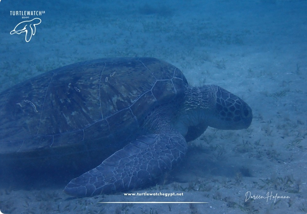 META-POST-Landscape-518-x-345-px-1000-x-700-px-9-1