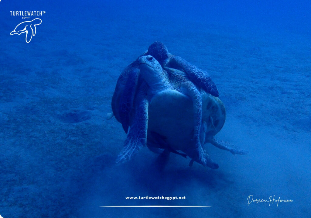 META-POST-Landscape-518-x-345-px-1000-x-700-px-97-1024×717