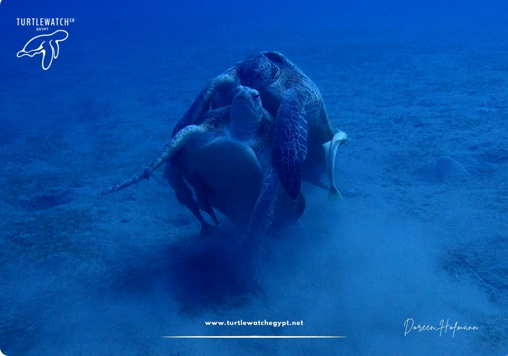 META-POST-Landscape-518-x-345-px-1000-x-700-px-98 (1)