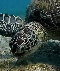 MONICA_L_DEAS_2019_05_28_MADA_PM_1_SIMONETTAZANDIRI